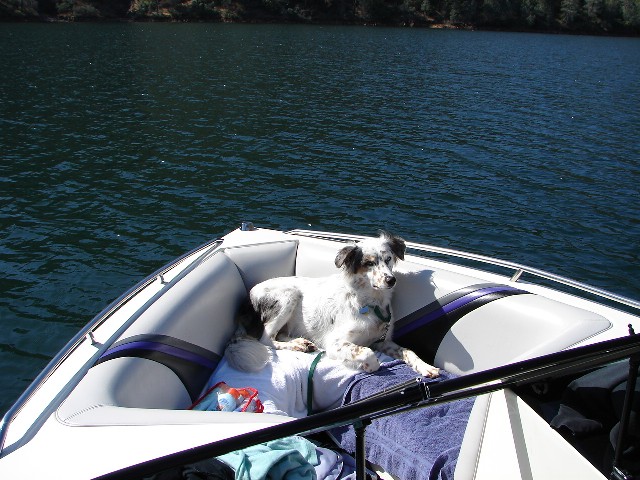 Echo the boat dog